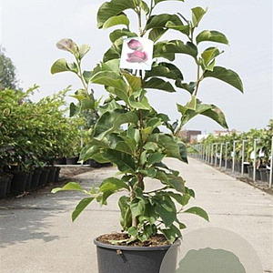 Magnolia 'Genie' 100-125 cm 12L