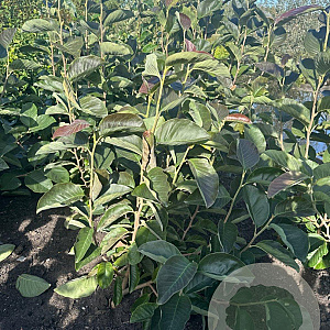 Magnolia 'Gold Star' 80-100 cm met kluit