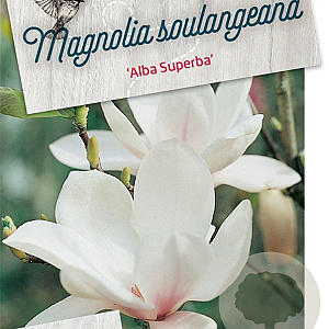 Magnolia soul. 'Alba Superba' 60-80 cm 5,0L
