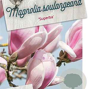 Magnolia soul. 'Superba' 60-80 cm 5,0L