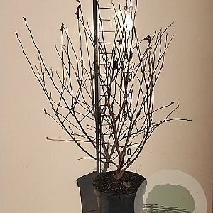 Magnolia stellata 80-100 cm 7,5L