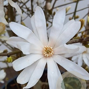 Magnolia stellata 100-125 cm 7,5L