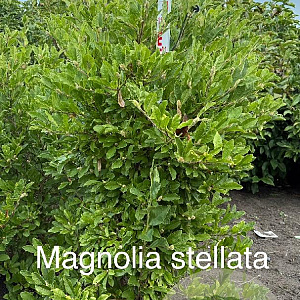Magnolia stellata 125-150 cm met kluit solitair