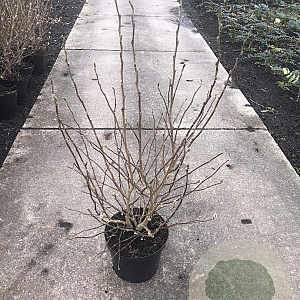 Magnolia st. 'Royal Star' 60-80 cm met kluit