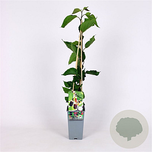 Morus nigra 70 cm 2,0L