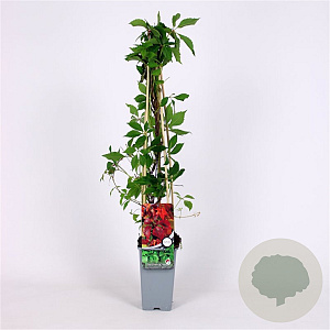 Parthenocissus quinq.engelmannii 70 cm 2,0L