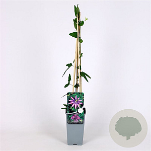 Passiflora 'Amethyst' 70 cm 2,0L