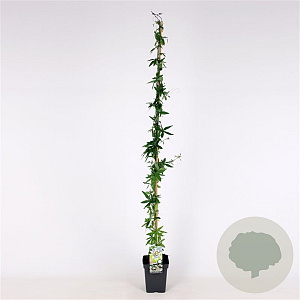 Passiflora caerulea 150-175 cm 5,0L