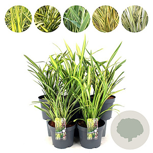 Phormium mix 50-60 cm 7,5L