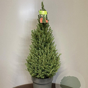 Picea gl. Perfecta 80-90 cm 7,5L