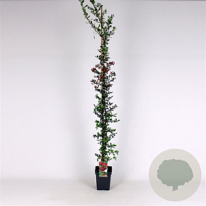 Pyracantha cocc. 'Red Column' 150-175 cm 5,0L