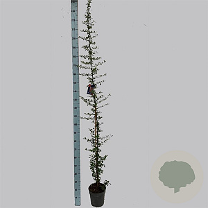 Pyracantha 'Orange Glow' 150-175 cm 5,0L