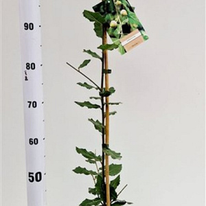 Quercus ilex 80-100 cm 3,0L