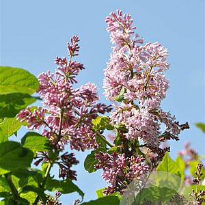 Syringa hyac. 'Esther Staley' 80-100 cm 7,5L 3-4 tak najaarspotting