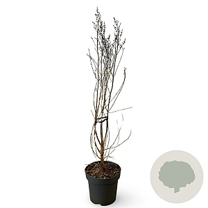 Syringa microphylla 'Superba' 100-125 cm 12L