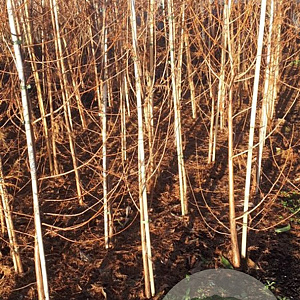 Taxodium distichum 100-125 cm met kluit