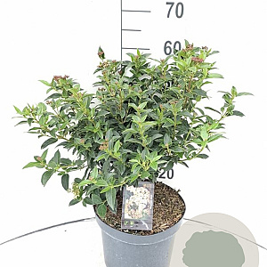 Viburnum tinus 50-60 cm 7,5L