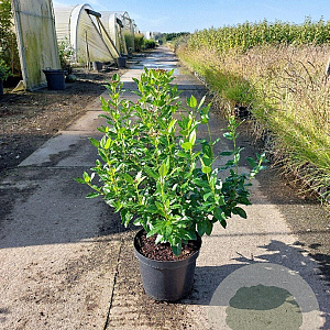 Viburnum tinus 50-60 cm 7,5L