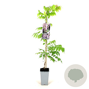 Wisteria flor. 'Honbeni' 80-100 cm 2,5L