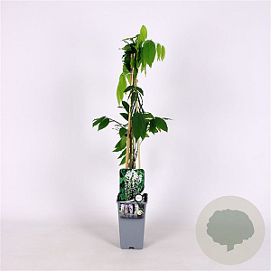 Wisteria flor. 'Shiro-noda' 70 cm 2,0L