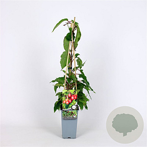 Actinidia a. 'Ananasnaya' 70 cm 2,0L