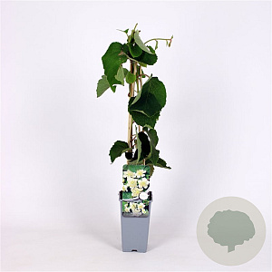 Actinidia deliciosa 'Atlas' 70 cm 2,0L