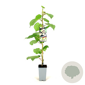 Actinidia deliciosa Solissimo 80-100 cm 2,5L