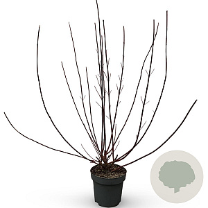 Cornus alba 'Kesselringii' 100-125 cm 12L
