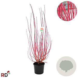 Cornus alba 'Sibirica' 100-125 cm 12L