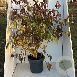 Cornus kousa chinensis 100-125 cm 12L