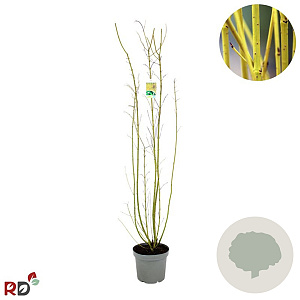 Cornus sericea 'Flaviramea' 100-125 cm 12L