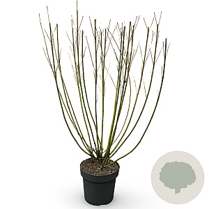Cornus sericea 'Flaviramea' 100-125 cm 12L