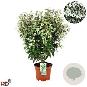 Elaeagnus ebb. 'Compacta' 100-125 cm 15L