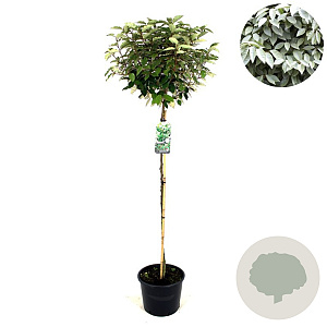 Elaeagnus ebb. 'Compacta' 120 cm stam 12L