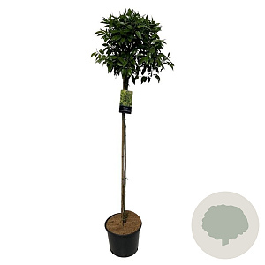 Prunus l. 'Angustifolia' 120 cm stam 12L