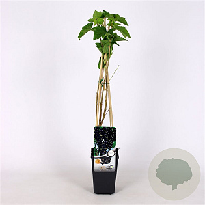 Ribes nigr. 'Titania' 70 cm 2,0L