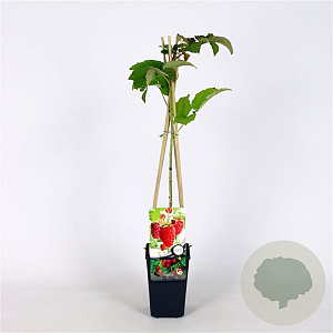 Rubus idaeus 'Tulameen' 70 cm 2,0L