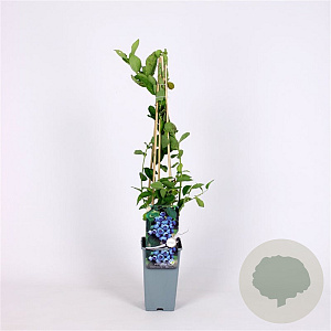 Vaccinium c. 'Bluejay' 70 cm 2,0L