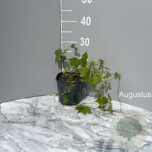 Humulus lupulus GM 2,0L
