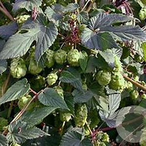 Humulus l. 'Cascade' GM 2,0L