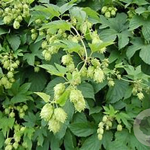 Humulus l. 'Pioneer' GM 2,0L