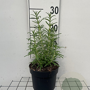 Rosmarinus officinalis GM 2,0L
