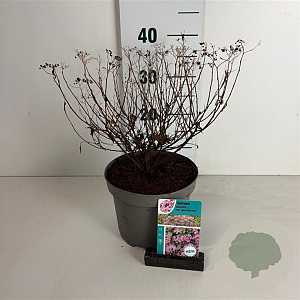 Spiraea jap. 'Rick Star' 30-40 cm 3,5L