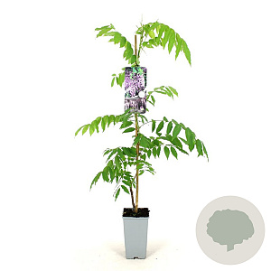 Wisteria floribunda 'Rosea' 80-100 cm 2,5L
