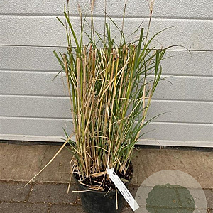 Miscanthus sin. 'Adagio' GM C5