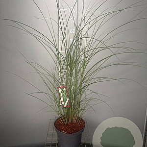 Miscanthus sin. 'Gracillimus' GM C5