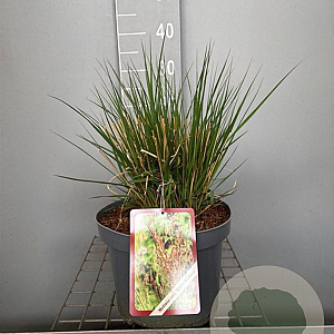Molinia caerulea 'Edith Dudszus' GM C5