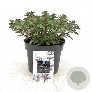 Nepeta 'Purssian Blue' GM 2,0L