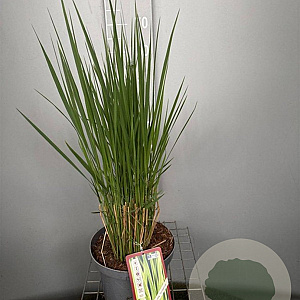 Panicum virgatum 'Northwind' GM C5
