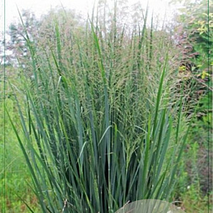 Panicum virgatum 'Northwind' GM C5